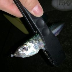 アーバンサイド豆アジング