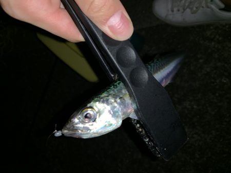 アーバンサイド豆アジング