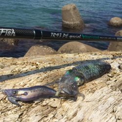 秋アオリイカ釣行