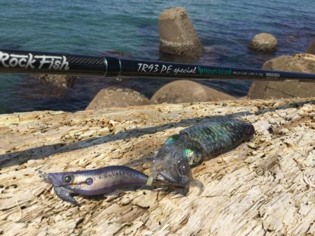 秋アオリイカ釣行