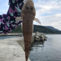 アオリイカ １９匹