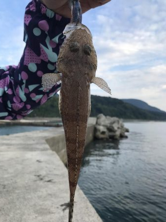 アオリイカ １９匹