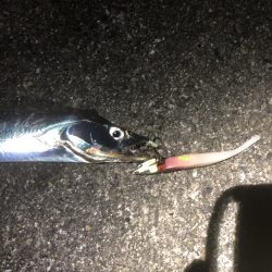 なかなかのらない