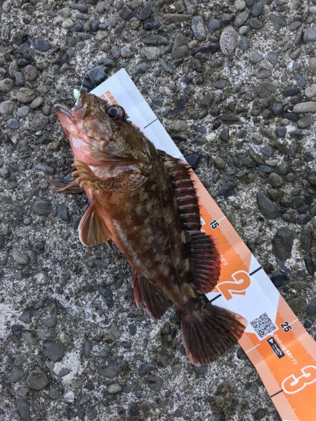 ガッシーマンション発見！