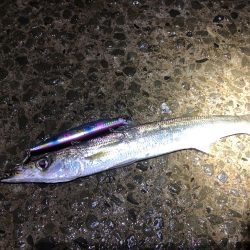 シーバス狙いでカマス