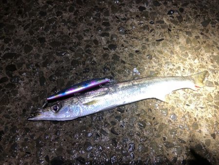 シーバス狙いでカマス