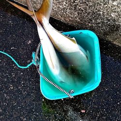 何と　シオ42㎝が2本もヒットです!!