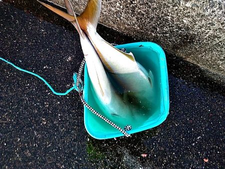 何と　シオ42㎝が2本もヒットです!!