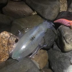 エギングウィークエンド!