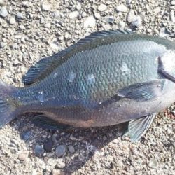 メジナ！チヌ！！！クエも！！！！！