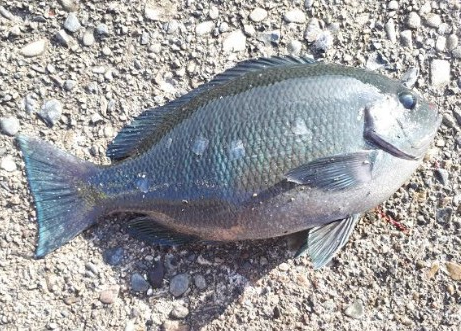 メジナ！チヌ！！！クエも！！！！！