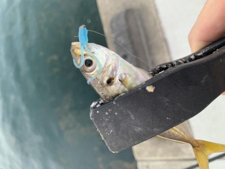 アーバンサイド豆アジング