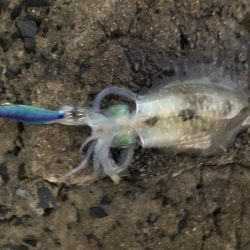 秋イカエギング⁉︎