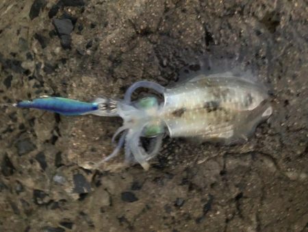 秋イカエギング⁉︎