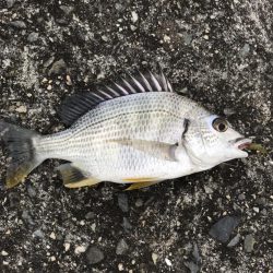 淀川で秋のキチヌに挑戦