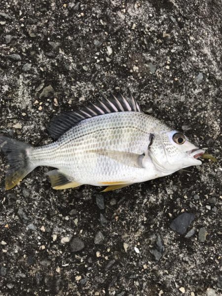 淀川で秋のキチヌに挑戦