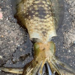 ナイトエギング