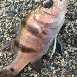 オオモンハタハンター