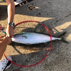 初鰤頂きました