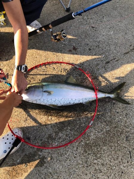 初鰤頂きました