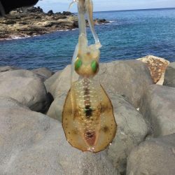 秋イカ地磯釣行