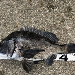 イチノ兄弟、釣果!