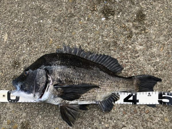 イチノ兄弟、釣果！