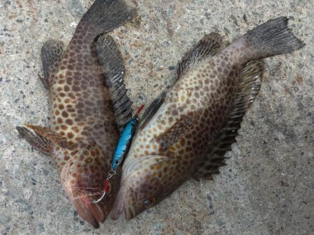 オオモンハタ カンパチ ヒラメ