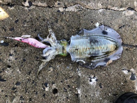 ランガンエギング