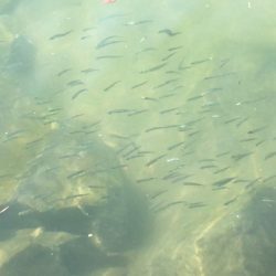 ハゼクランクデビュー!