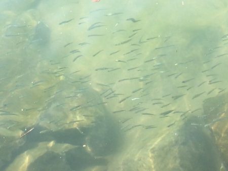 ハゼクランクデビュー!