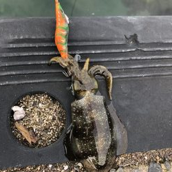 秋イカ調査