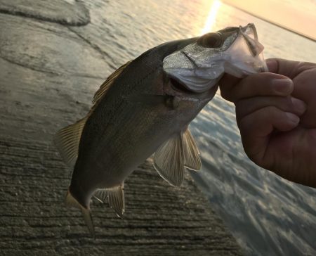 メッキすれてきてセイゴ