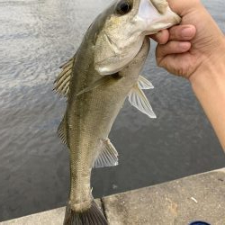 ボイル!ボイル!ボイル!