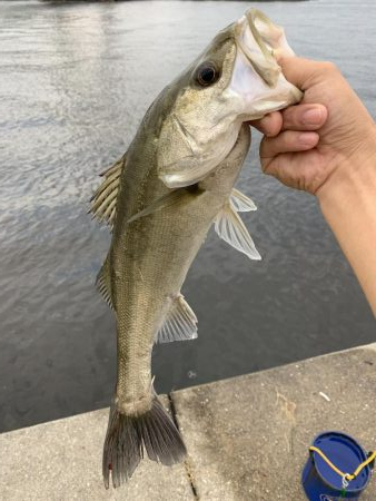 ボイル!ボイル!ボイル!