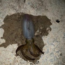 今シーズン2回目のエギング