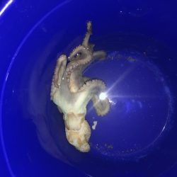 青物は釣れませんでした