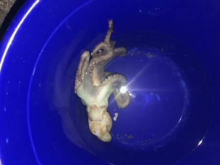 青物は釣れませんでした