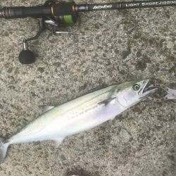 ハマチ・サゴシ