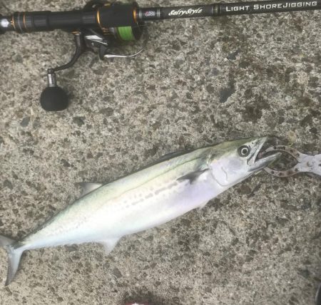 ハマチ・サゴシ