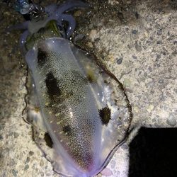 のんびりエギング