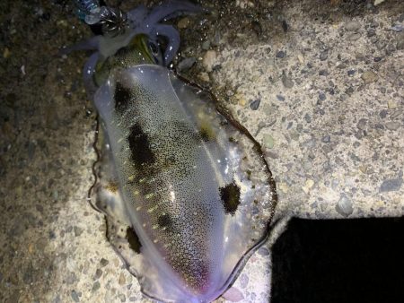 のんびりエギング