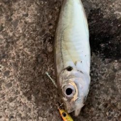 エッグアームでエギング