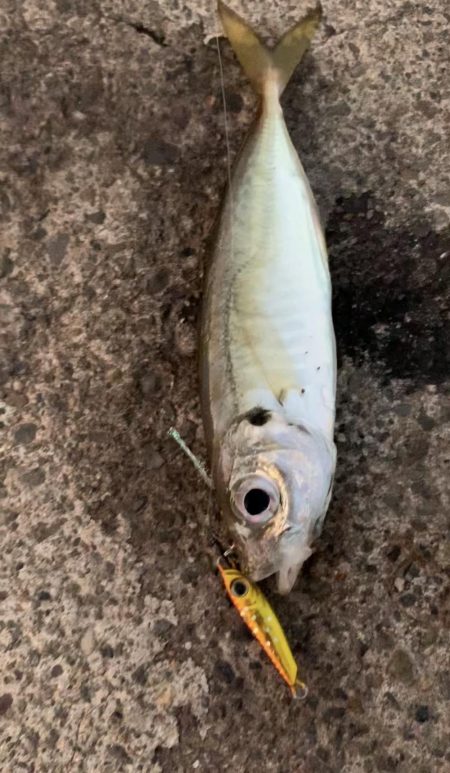 エッグアームでエギング