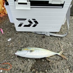 青物は昼間でも釣れる