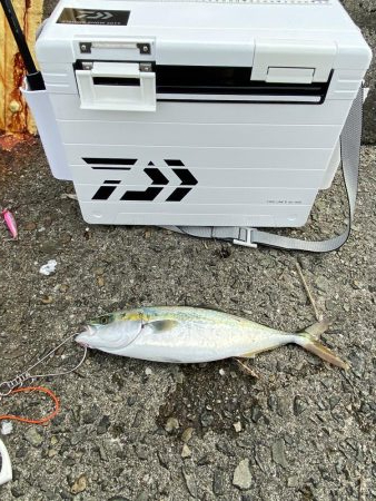 青物は昼間でも釣れる