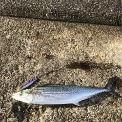 青物祭りちゃうかったー