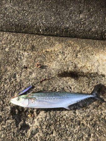 青物祭りちゃうかったー