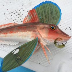 紀北  タイラバ釣果