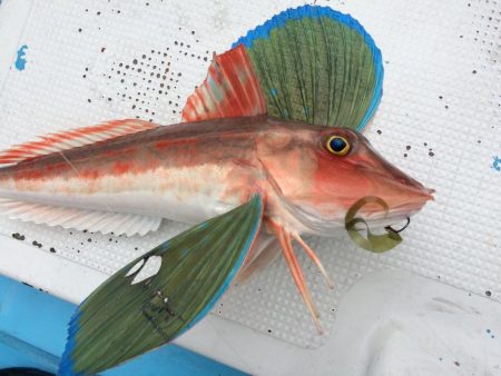 紀北  タイラバ釣果